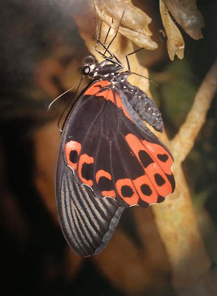 Scarlet Tailed Butterfly - Matt Clark Adv Set 1st.jpg